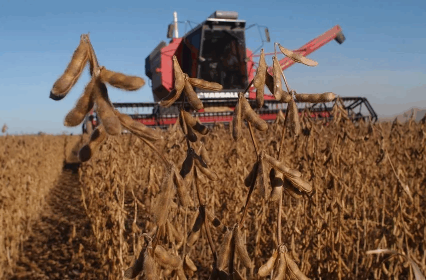  Argentina espera un mayor ingreso de divisas por una campaña agrícola que se perfila récord