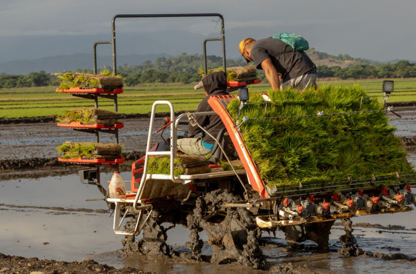  Inician proyecto de arroz sostenible para fortalecer la producción en el Bajo Yuna